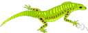 western whiptail