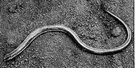 legless lizard - degenerate wormlike burrowing lizard of California closely related to alligator lizards