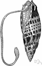 cowry - any of numerous tropical marine gastropods of the genus Cypraea having highly polished usually brightly marked shells