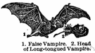 false vampire - any New or Old World carnivorous bat erroneously thought to suck blood but in fact feeding on insects