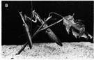 praying mantis - the common mantis
