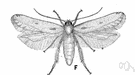 angoumois grain moth - small moth whose larvae feed on kernels of stored grains