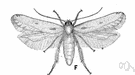 Sitotroga cerealella - small moth whose larvae feed on kernels of stored grains