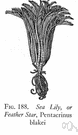 sea lily - crinoid with delicate radiating arms and a stalked body attached to a hard surface