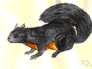 Douglas squirrel - far western United States counterpart of the red squirrel