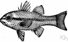 Apogon - type genus of the Apogonidae