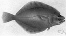 Scophthalmus rhombus - European food fish