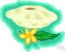 squash pie