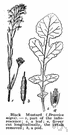 Brassica nigra - widespread Eurasian annual plant cultivated for its pungent seeds