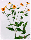 genus Rudbeckia - North American perennial herbs with showy cone-shaped flower heads