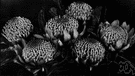 waratah - tall shrub of eastern Australia having oblanceolate to obovate leaves and red flowers in compact racemes