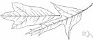 Spanish oak - small deciduous tree having the trunk branched almost from the base with spreading branches