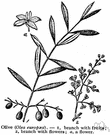 genus Olea - evergreen trees and shrubs having oily one-seeded fruits