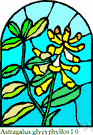 wild licorice - European perennial