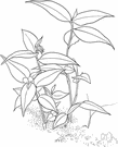 spiderwort - any plant of the family Commelinaceae