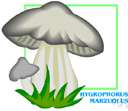 Hygrophorus marzuolus - a grey fungus frequently found near melting snow banks
