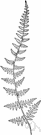 berry fern - North American fern often bearing bulbils on the leaflets
