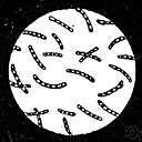 Bacillus anthracis - a species of bacillus that causes anthrax in humans and in animals (cattle and swine and sheep and rabbits and mice and guinea pigs)