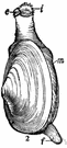Mya - type genus of the family Myacidae