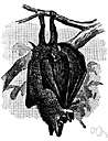 vampire bat