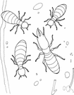 Mastotermes - primitive genus of termites