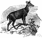 Naemorhedus goral - small goat antelope with small conical horns