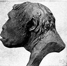 genus Pithecanthropus - former genus of primitive apelike men now Homo erectus