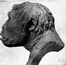 Pithecanthropus erectus - former genus of primitive apelike men now Homo erectus