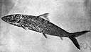family Albulidae - bonefish