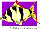 tetra - brightly colored tropical freshwater fishes