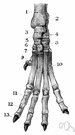 tarsal bone - any bone of the tarsus