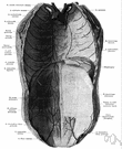 abdominal wall - a wall of the abdomen