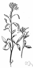 stinking clover - plant of western North America having trifoliate leaves and white or pink spider-shaped flowers