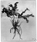genus Armoracia - horseradish