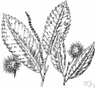 golden chinkapin - small ornamental evergreen tree of Pacific Coast whose glossy yellow-green leaves are yellow beneath