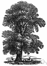 European elm - broad spreading rough-leaved elm common throughout Europe and planted elsewhere