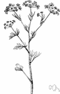 genus Pimpinella - anise