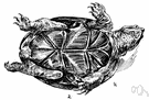 Trionyx - type genus of the Trionychidae