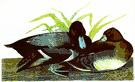 lake duck - common scaup of North America