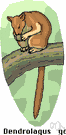 genus Dendrolagus - tree wallabies