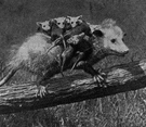 opossum - small furry Australian arboreal marsupials having long usually prehensile tails