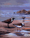 turnstone - migratory shorebirds of the plover family that turn over stones in searching for food