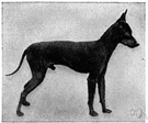 toy Manchester - breed of small Manchester terrier