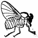 simulium - type genus of the Simuliidae: blackflies