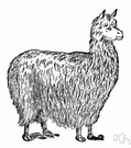 Lama peruana - used in the Andes as a beast of burden and source of wool