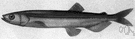 genus Mallotus - capelins