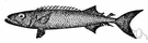 Lepidocybium flavobrunneum - large snake mackerel with rings like spectacles around its eyes