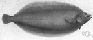 genus Microstomus - a genus of Pleuronectidae