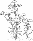 showy daisy - plant having branching leafy stems each branch with an especially showy solitary flower head with many narrow pink or lavender or white rays