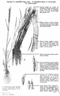 Elymus trachycaulos - North American grass cultivated in western United States as excellent forage crop